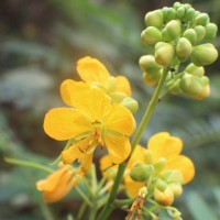 Senna sophera (L.) Roxb.